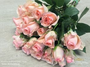 ROSE BR. JANA ROMANTICA 40